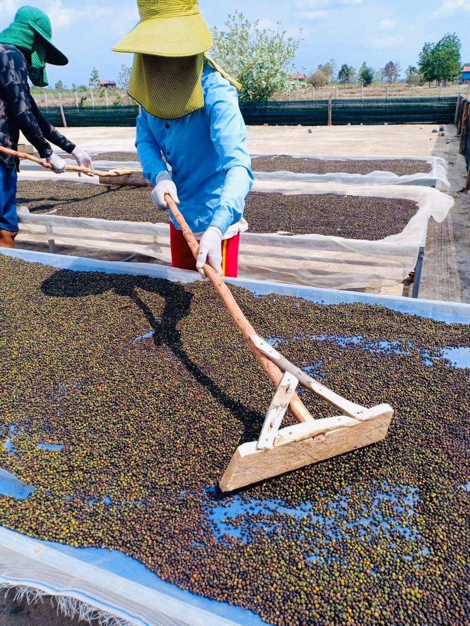 Processing pepper