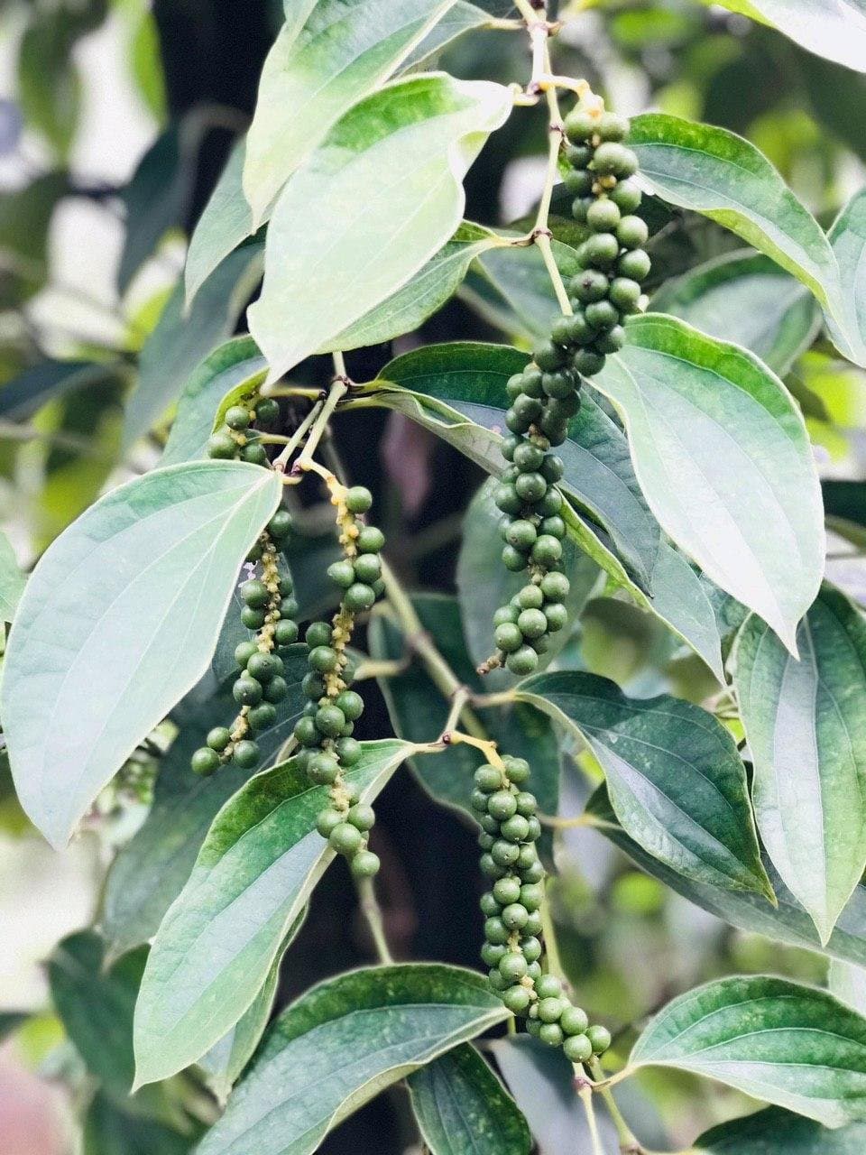 Sorting pepper