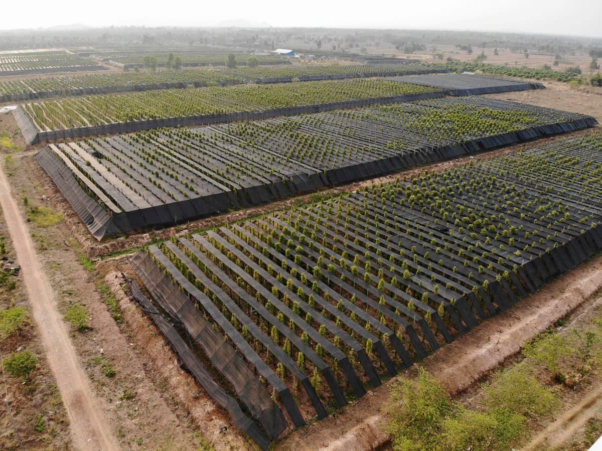 Sunrise Pepper plantation aerial view