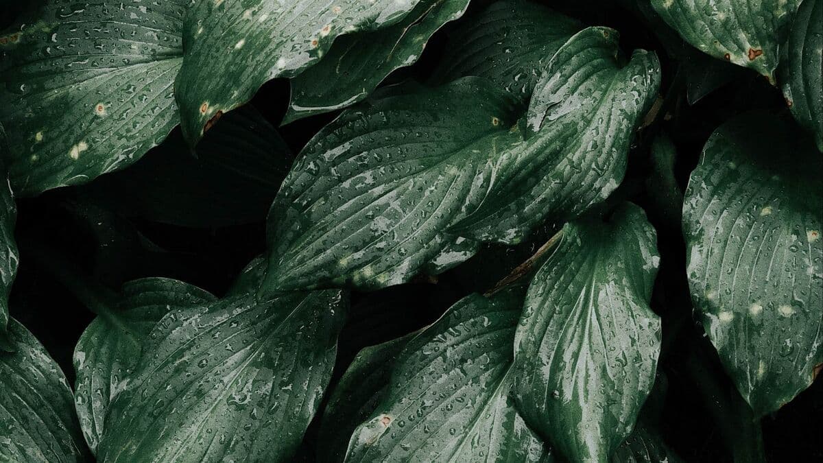 Pepper vine