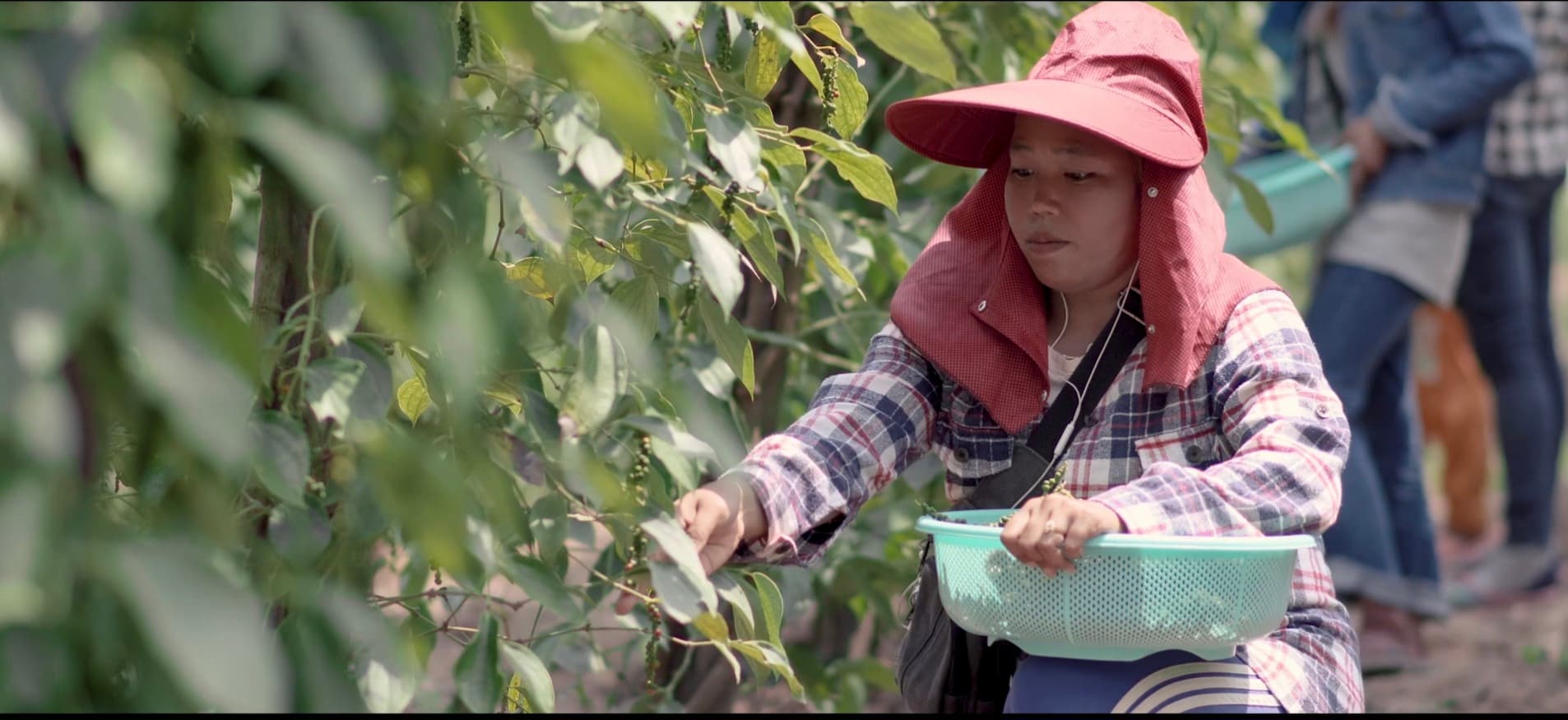 Farmers harvesting organic Kampot pepper
