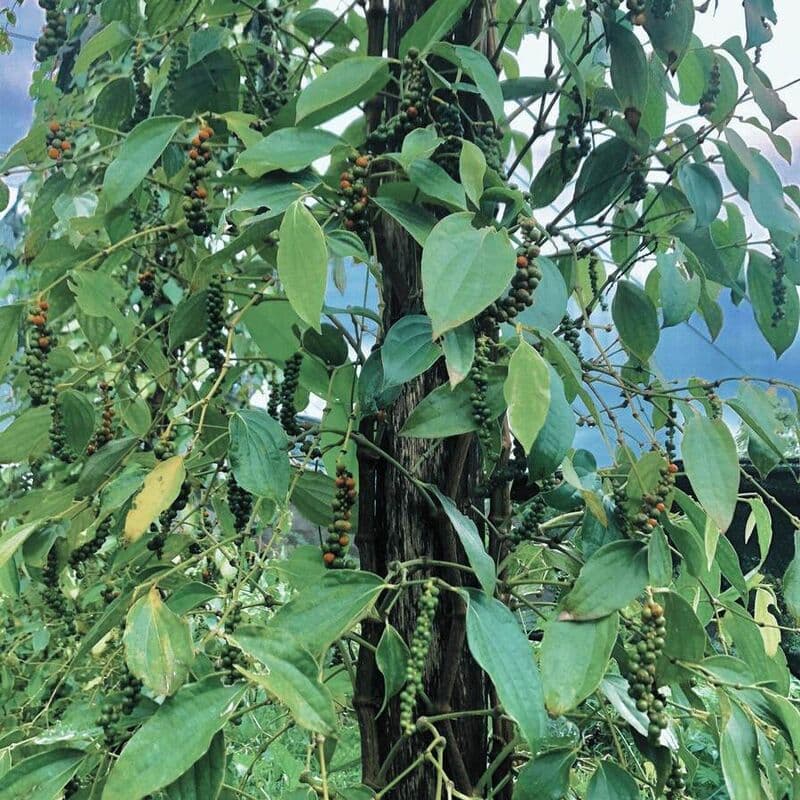 Pepper plant