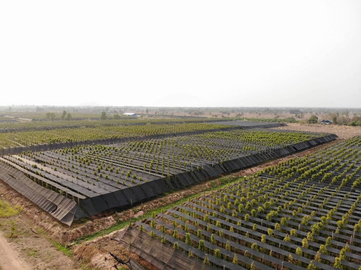 Sunrise Organic Kampot Pepper Farm