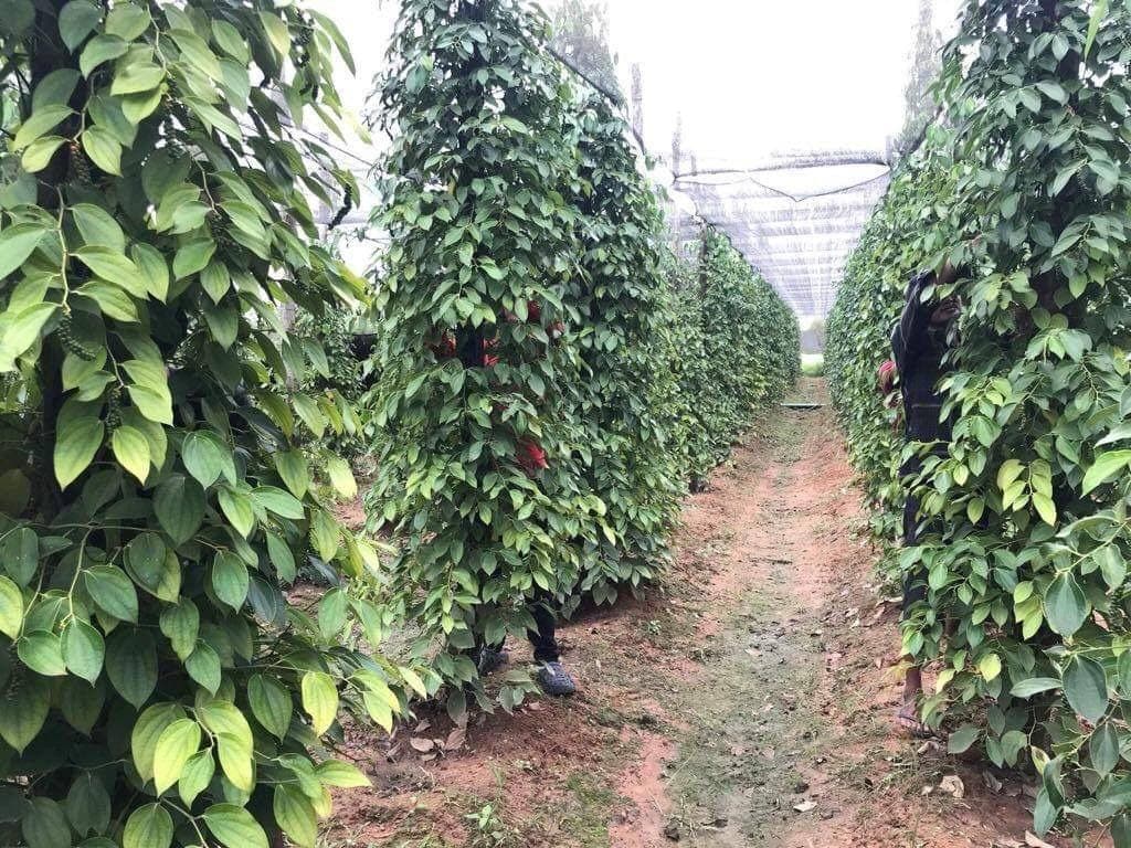 Workers harvesting ripe peppercorns in the Sunrise plantation