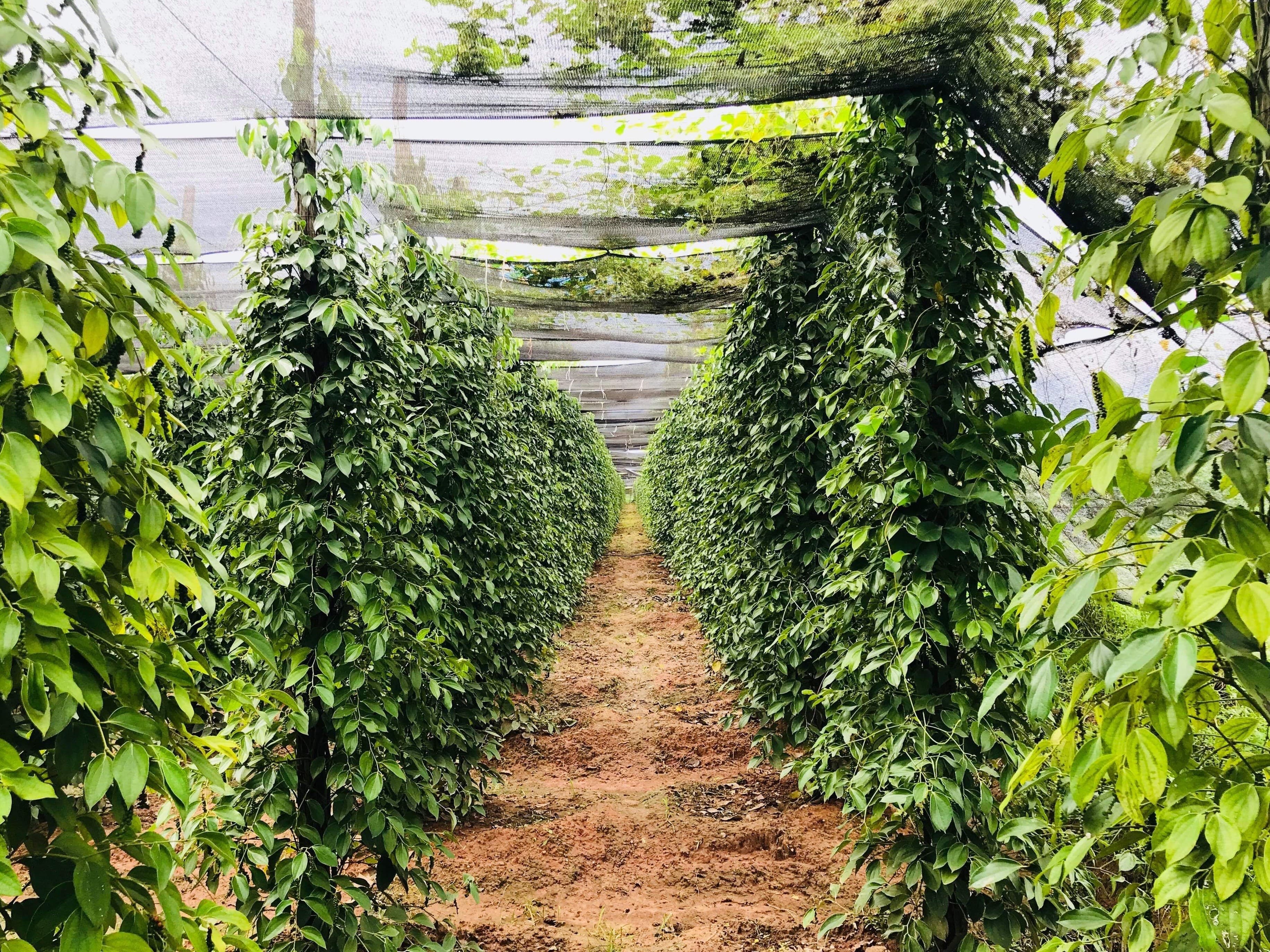 Sunrise Pepper organic farm in Kampot, Cambodia