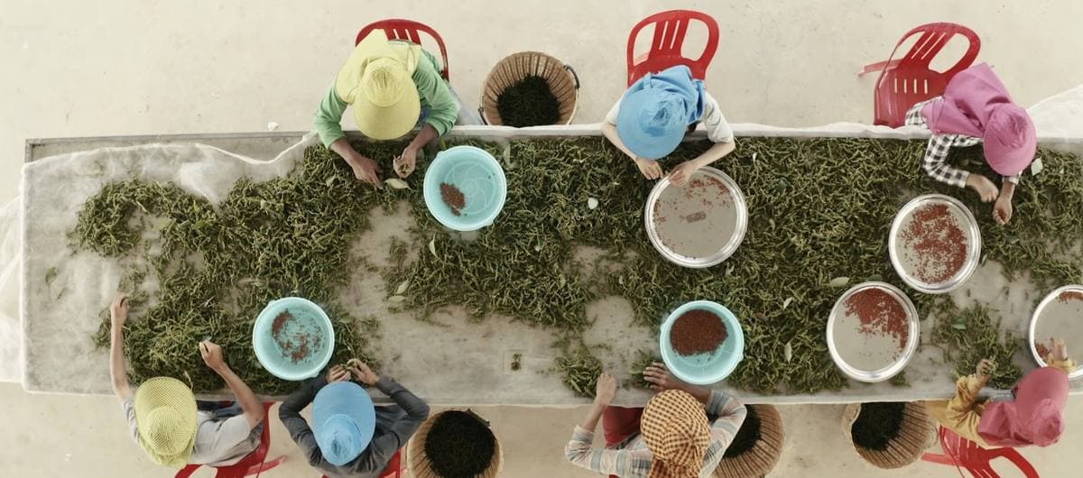 Workers sorting pepper berries into bowls