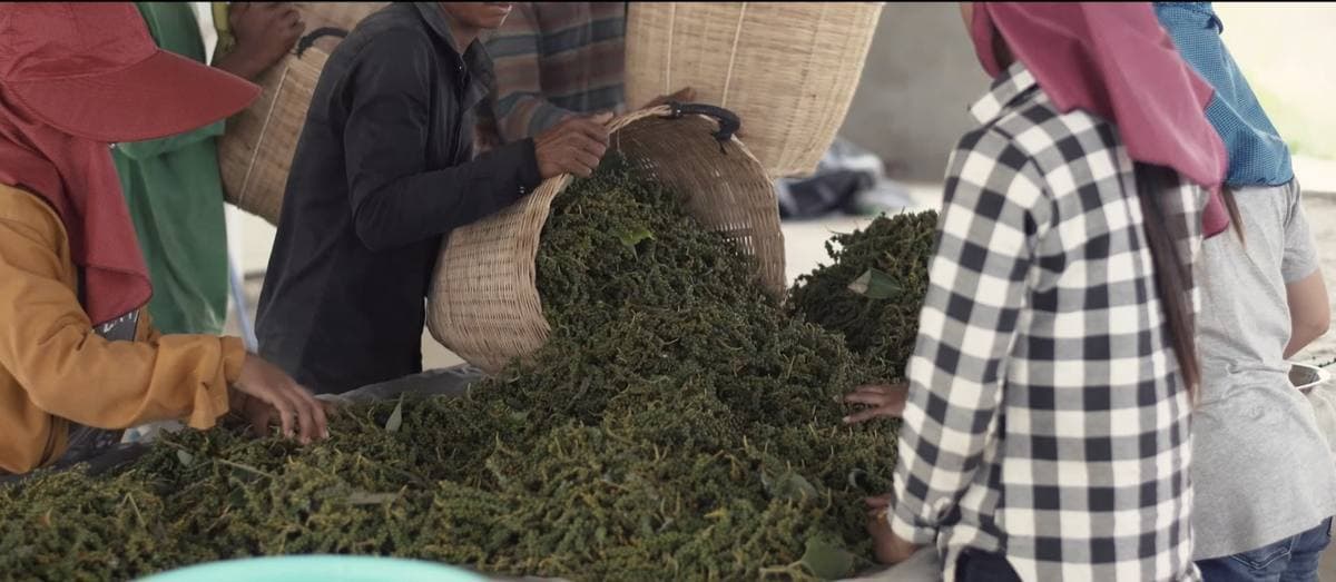 Workers sorting fresh green pepper crop branches