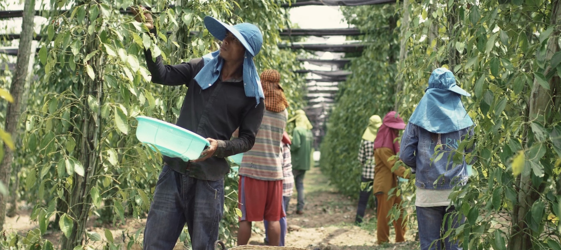 Hand Picking